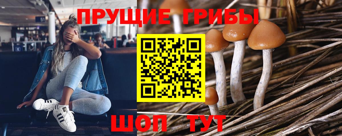 Псилоцибиновые грибы Psilocybe  Вход с VPN  Рязань 